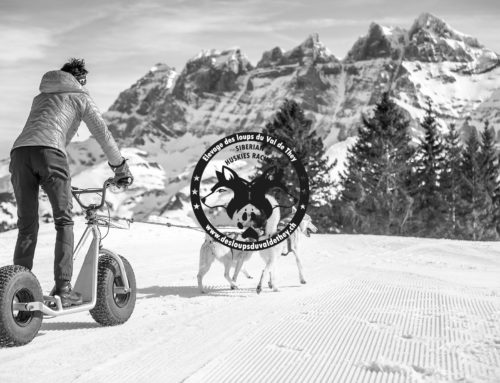 Alpes’Huskies